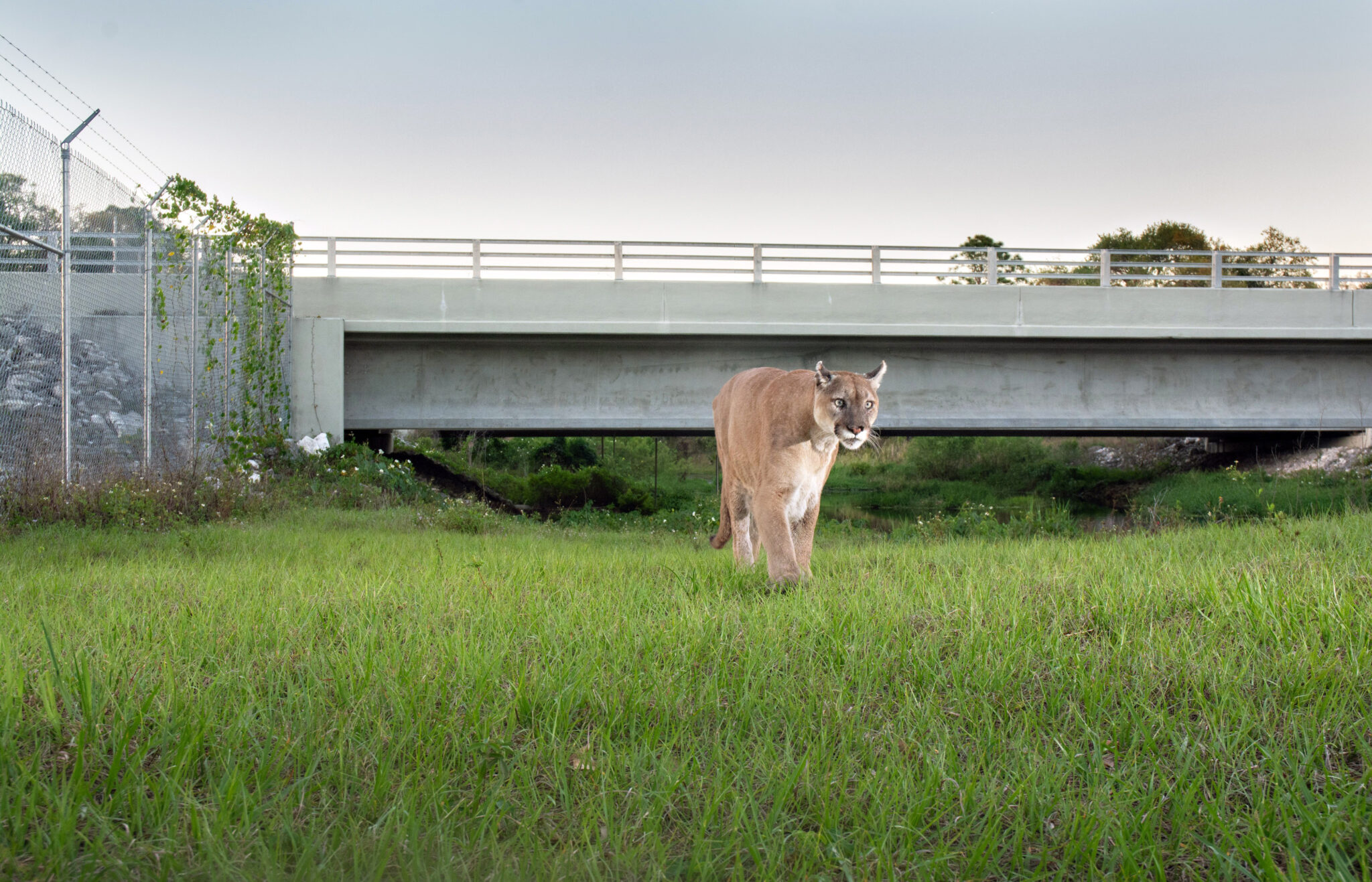 Redford Center Grants The Redford Center